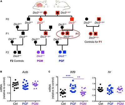 Thyroid hormone elicits intergenerational epigenetic effects on adult social behavior and fetal brain expression of autism susceptibility genes